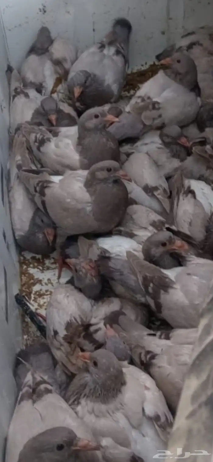 فراخه بسابيس حمام فرنسي سلفر 0