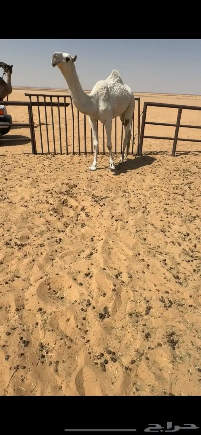 بكره وضحى طيبه 1