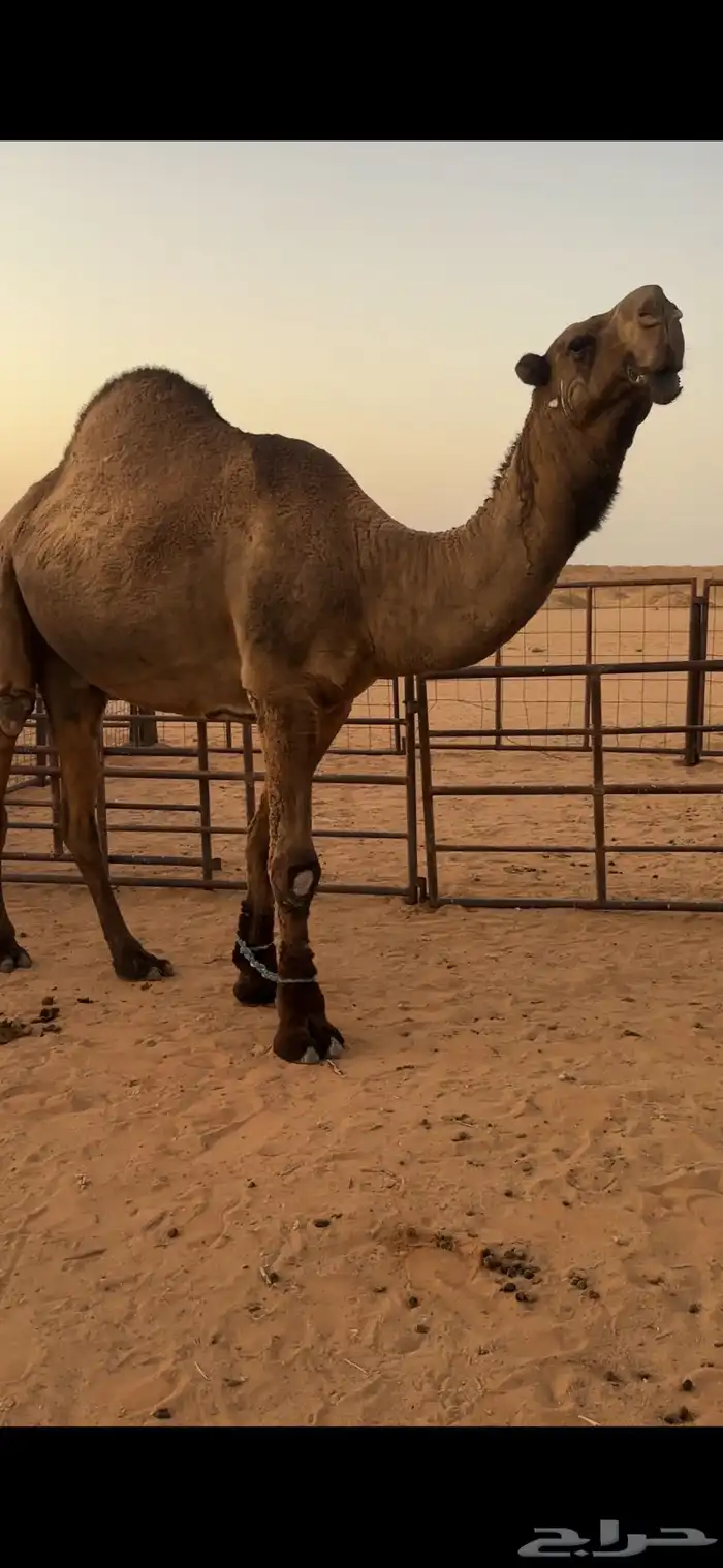 بعير اصفر كفو 0