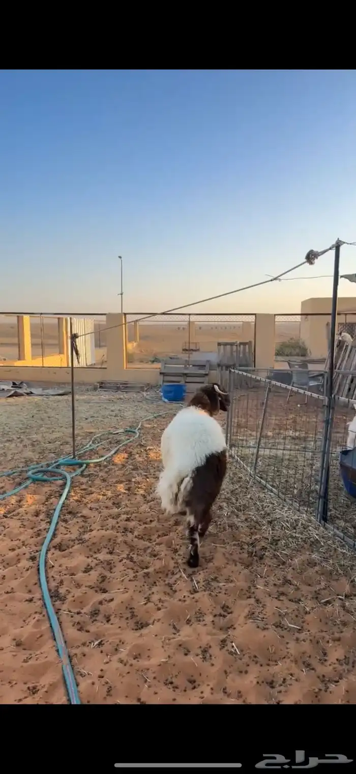 خروف نعيمي 3