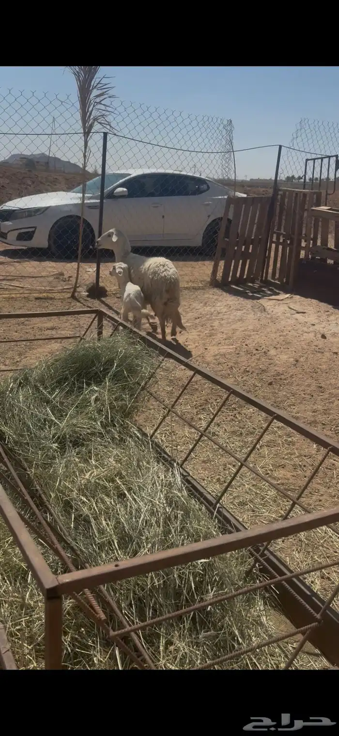 نعجه كفو 2