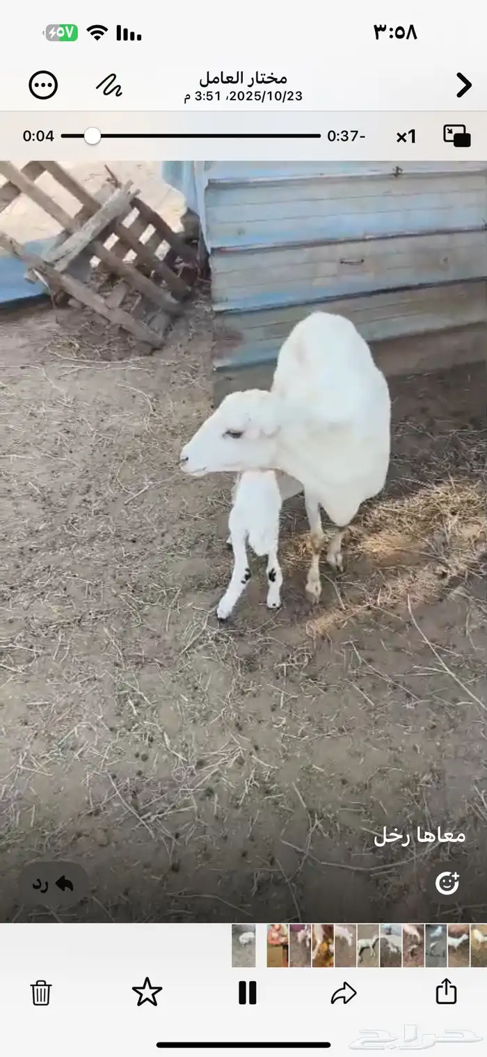 نعجه منتوج معها رحل 0