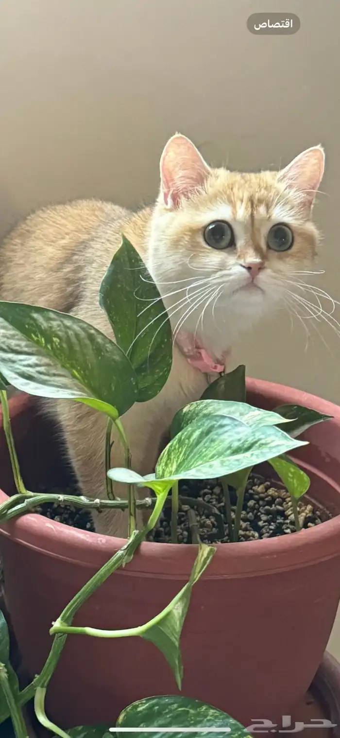 قطط 2