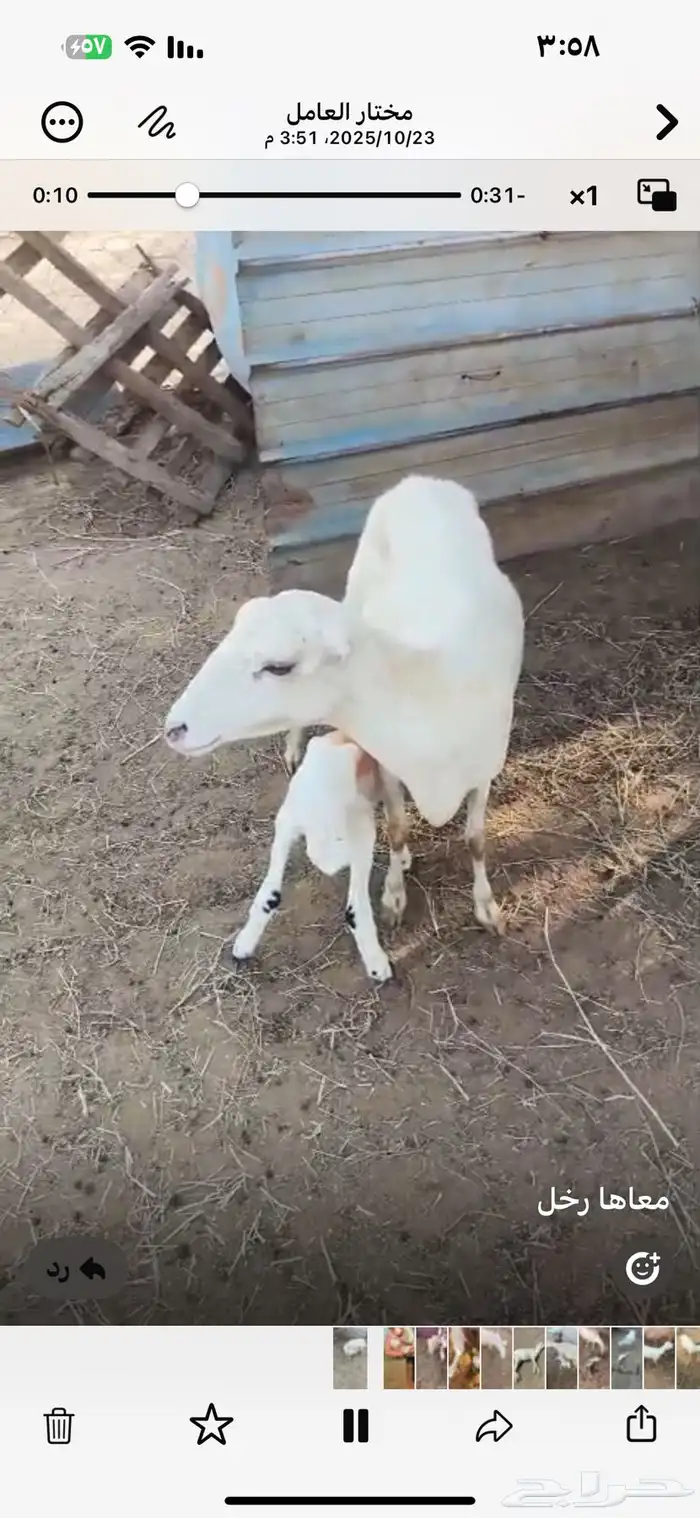 نعجه منتوج معها رحل 2