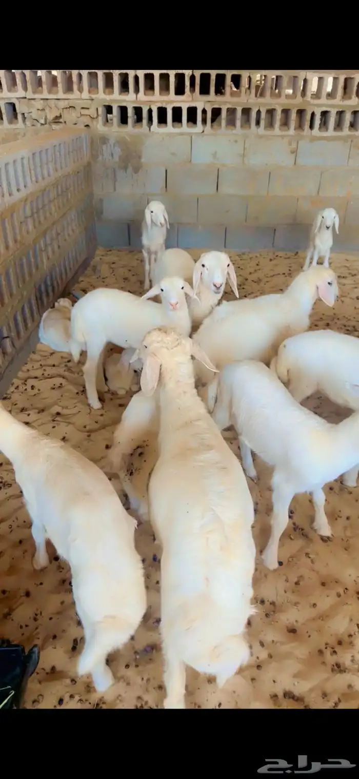 حريات رغايث 5