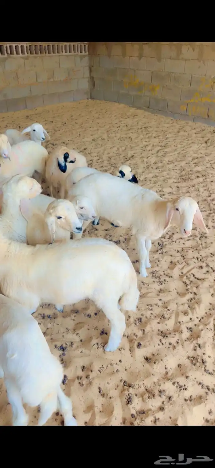 حريات رغايث 3