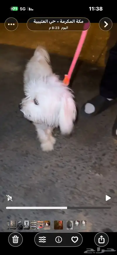 كلبه شواوه اعزكم الله نظيفه وصحه تب كلام راعيهاا index