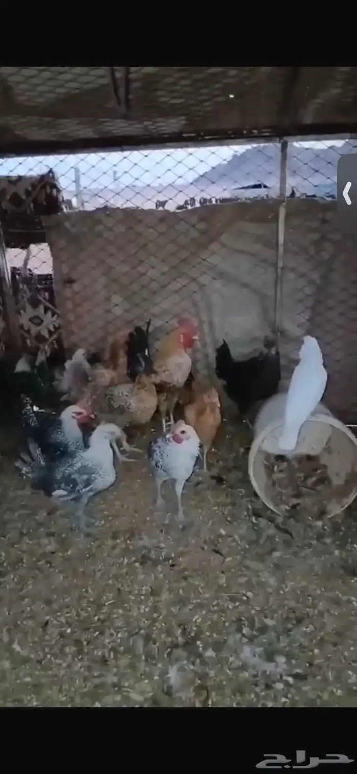 للبيع اربع دجاجات بياضات ورجانات وديك شرط يلقحن 7