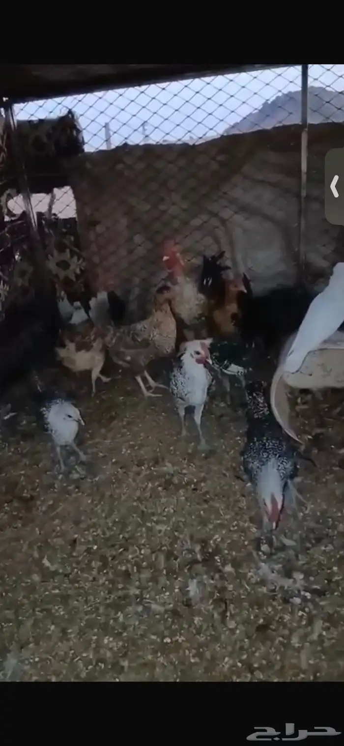 للبيع اربع دجاجات بياضات ورجانات وديك شرط يلقحن 3
