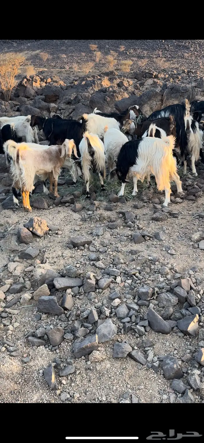 معزا كفو وسليمه من الامراض العدد 30. معها 7 جفار 2
