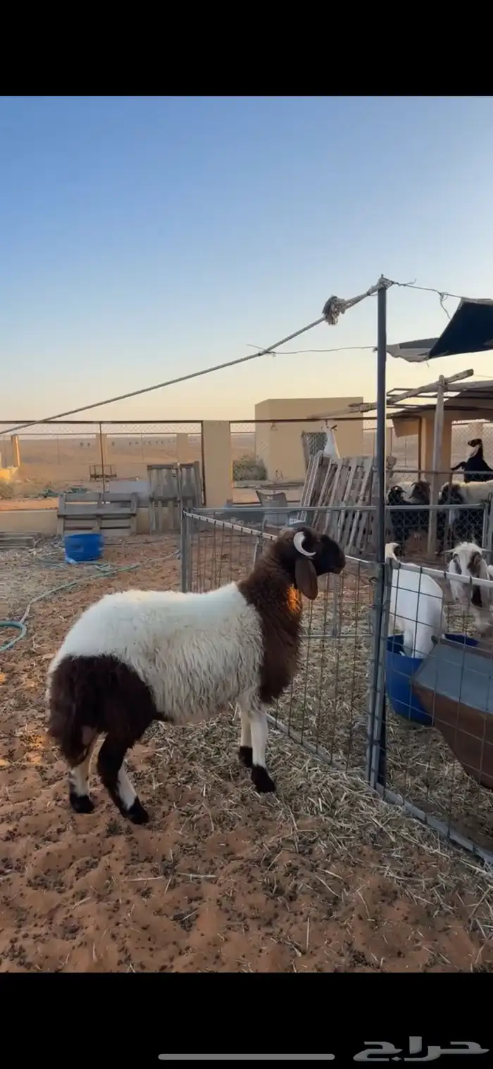 خروف نعيمي 1