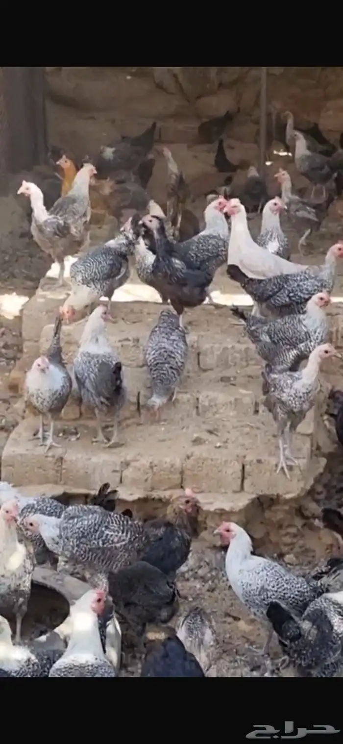 دجاج بلدي فيومي 1