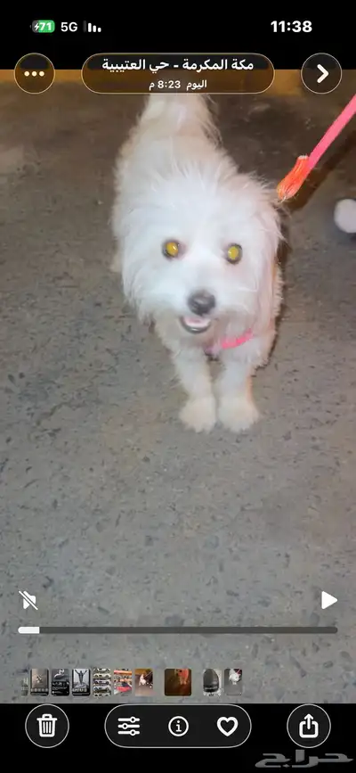 كلبه شواوه اعزكم الله نظيفه وصحه تب كلام راعيهاا index