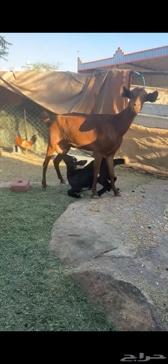 عنزين متابيع 1