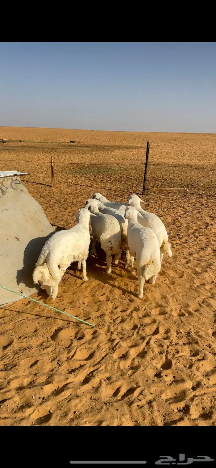 بهم حري فل الفل وفاخر 0