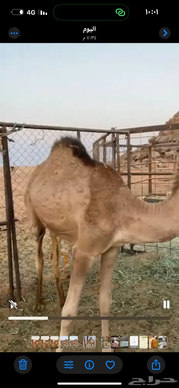 قعود للبيع 1