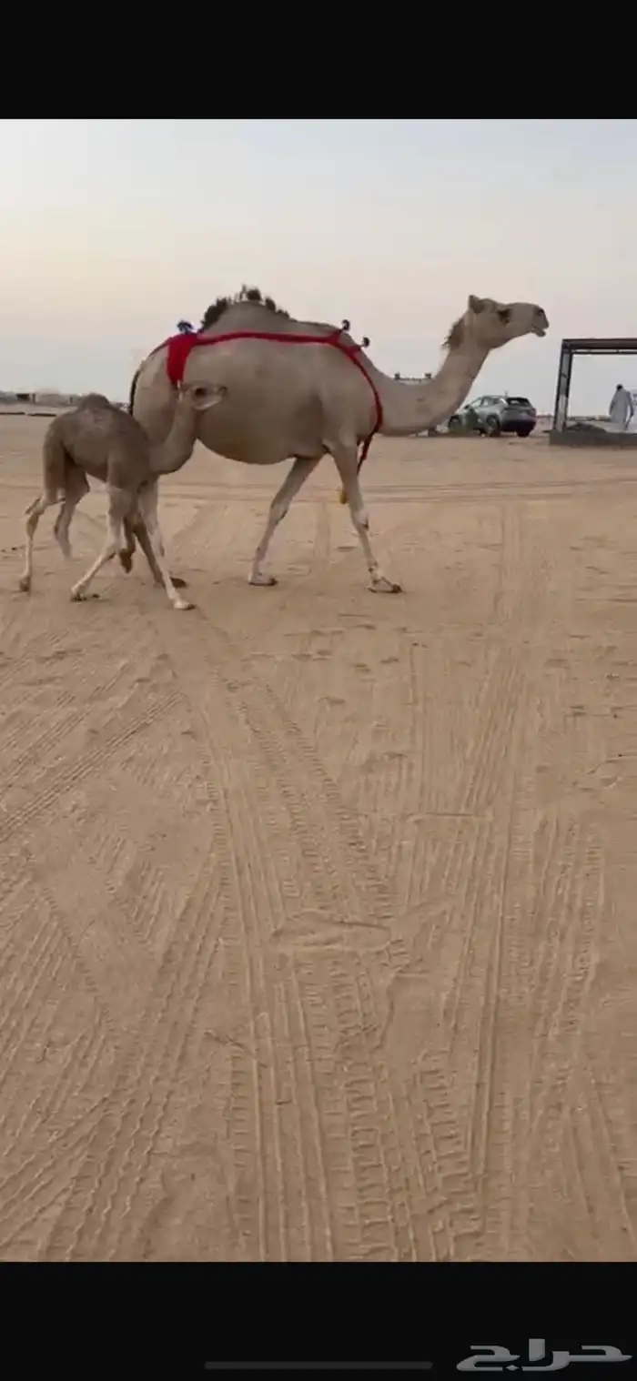 خلفه حمر مصغر كفو 1