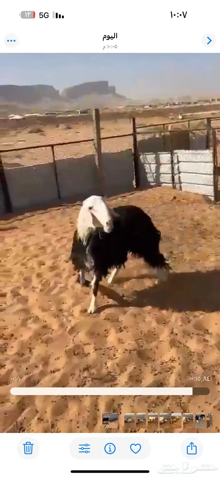 للبيع طلي نجدي 1