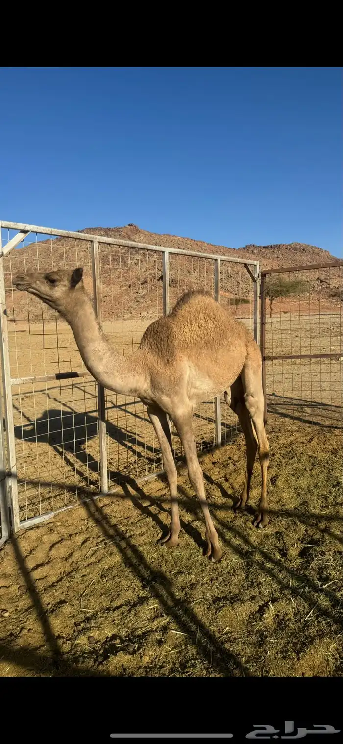بكره فطيم تحت امها الام مهجنه بنت سوداني 1