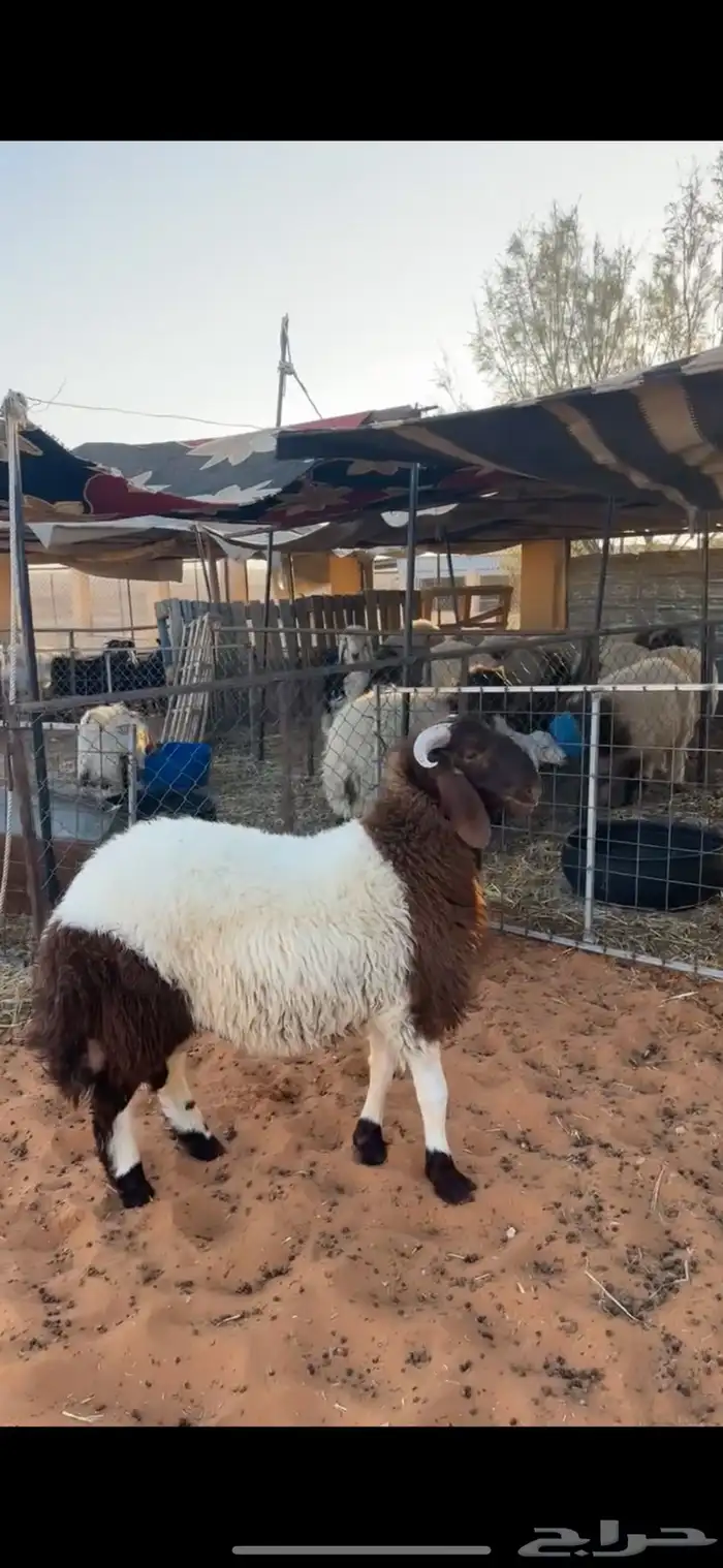 خروف نعيمي 0