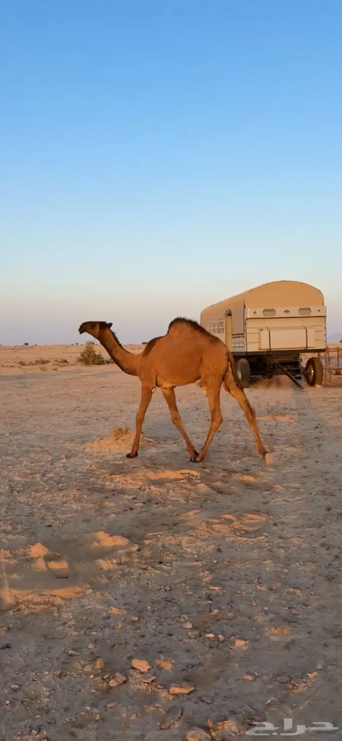 حواره صفره 0