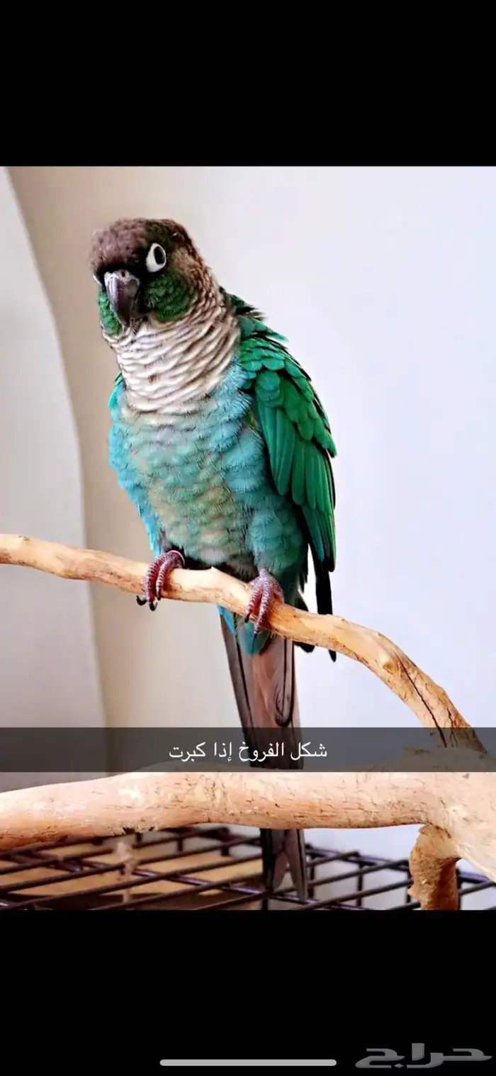 فرخ كنيور بلوشيك 3