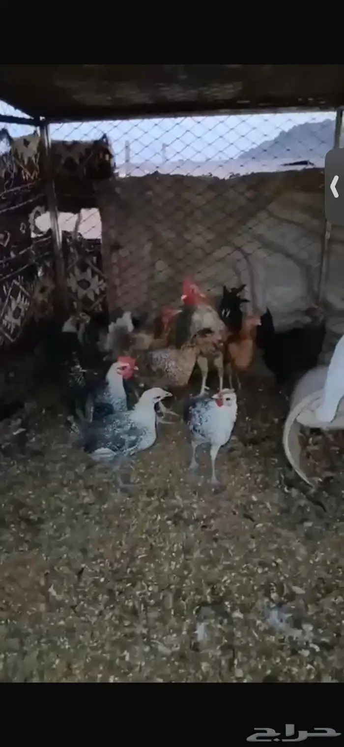 للبيع اربع دجاجات بياضات ورجانات وديك شرط يلقحن 5