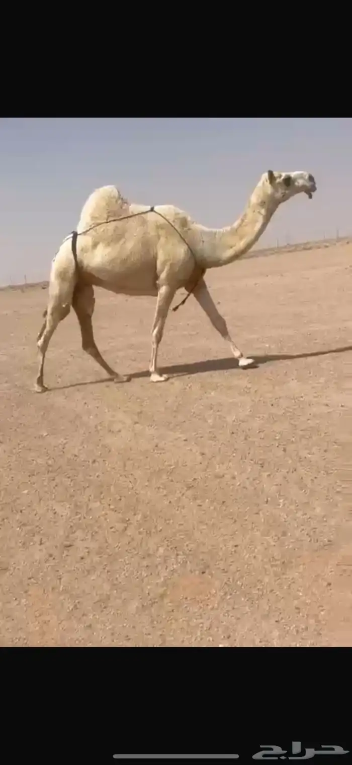 للبيع الضريبه سنها ثنيه 0