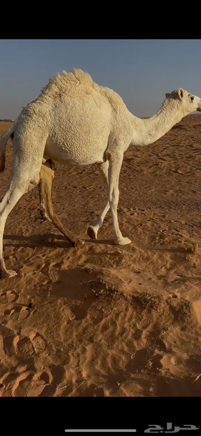 للبيع قعود مفرود 1