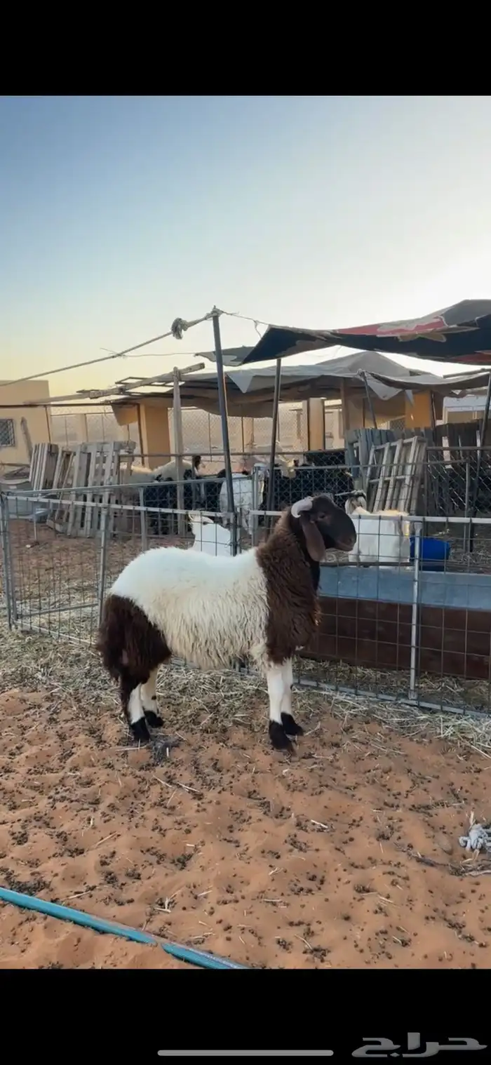 خروف نعيمي 2