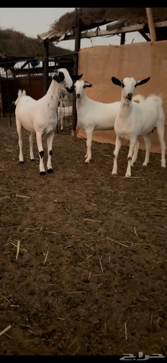 جفار بيشيات 0