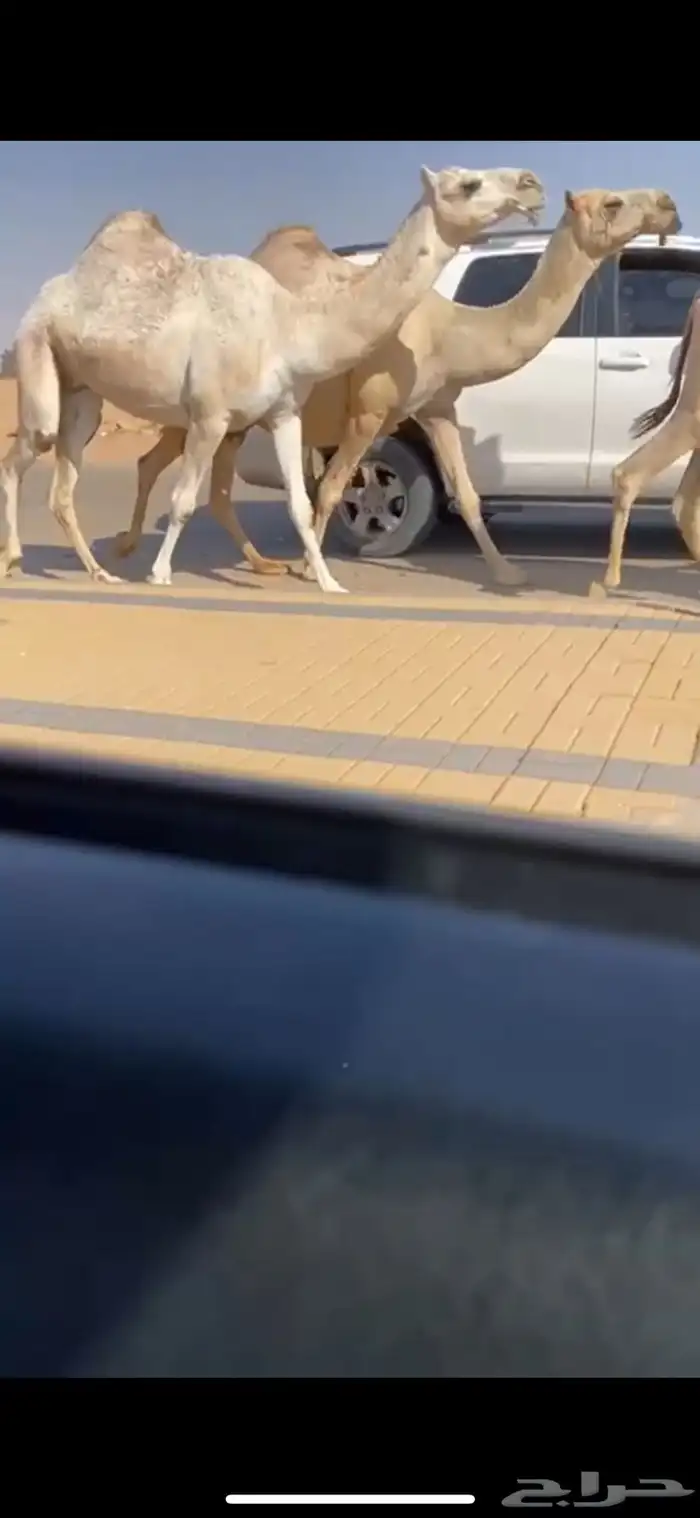 لقحات شقح ثنتين رمانيات كفو 1