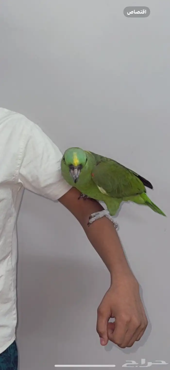 يلوناب كابتن كلام 2