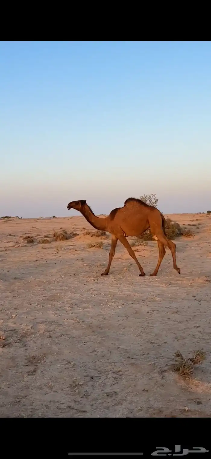 حواره صفره 2