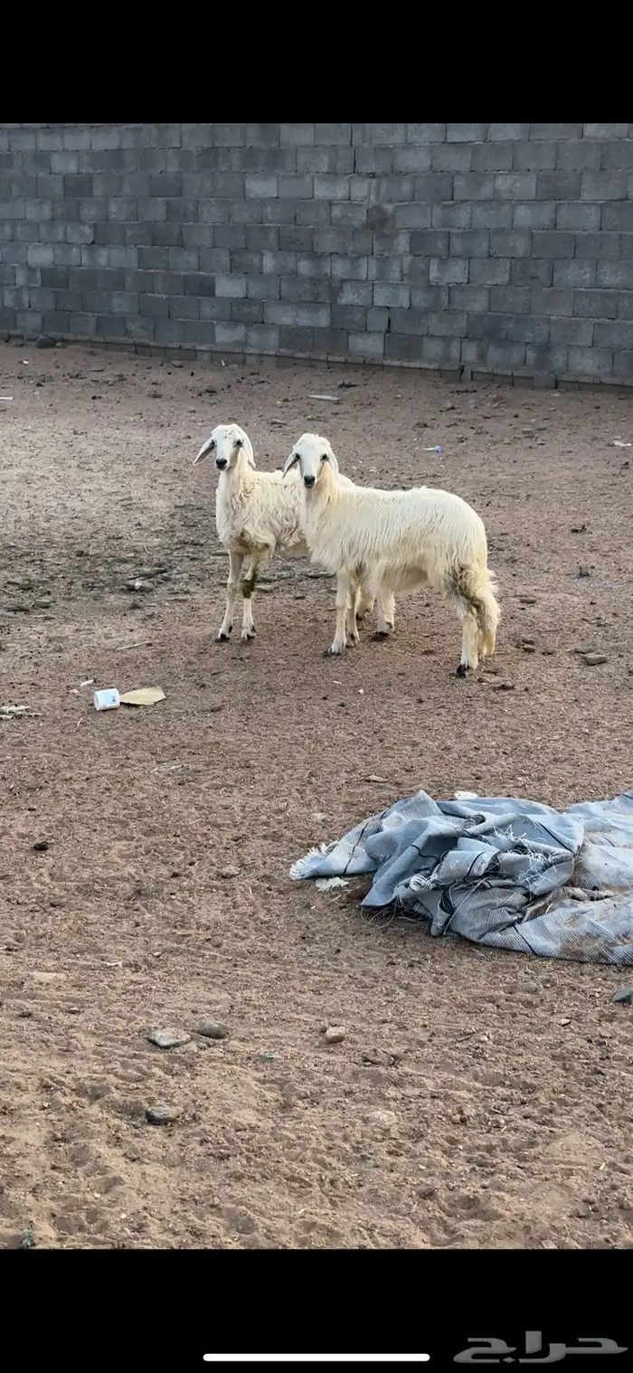 رخال 0
