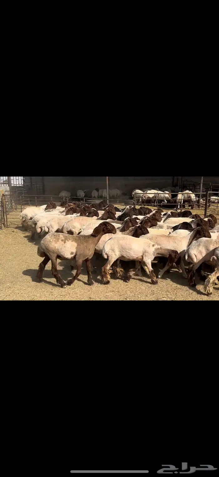 جذعات نعيم صنف . 1