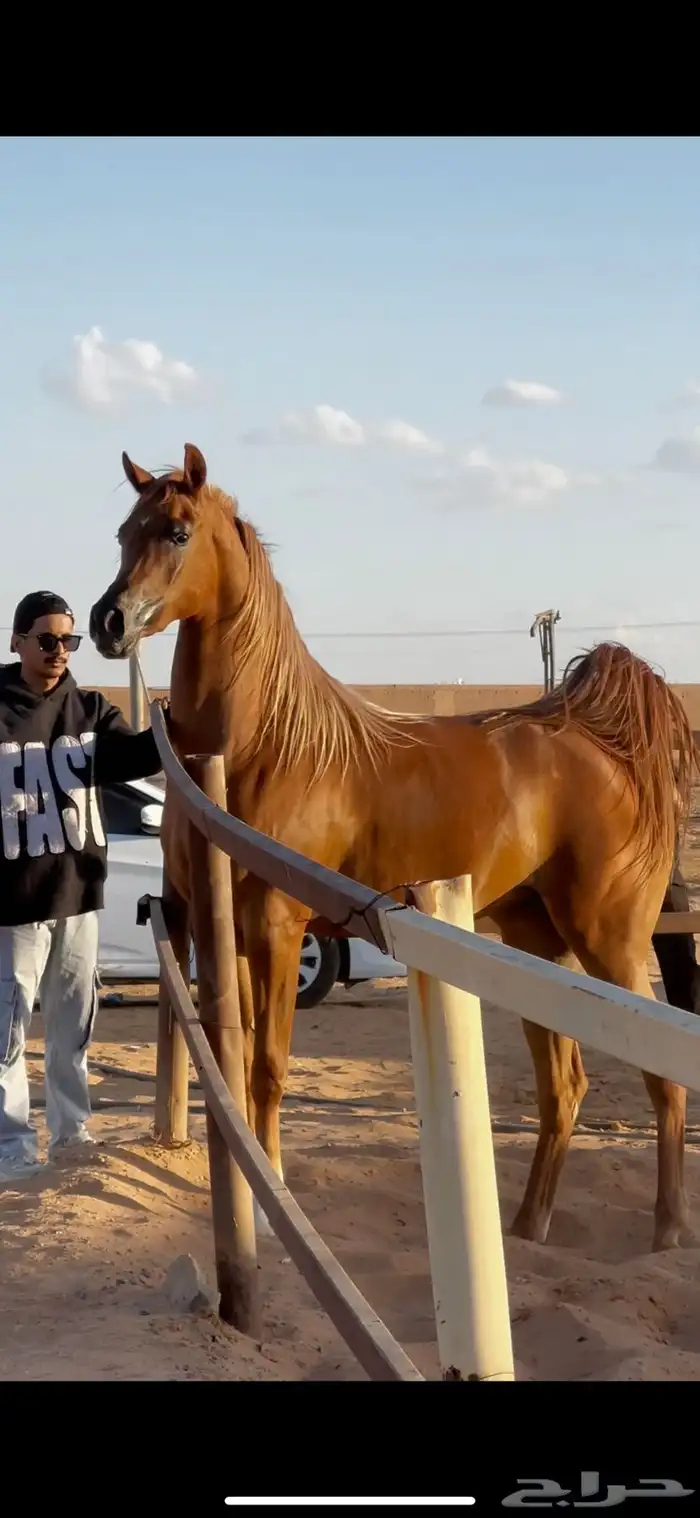فرس واهو لقاح ثقيل 0