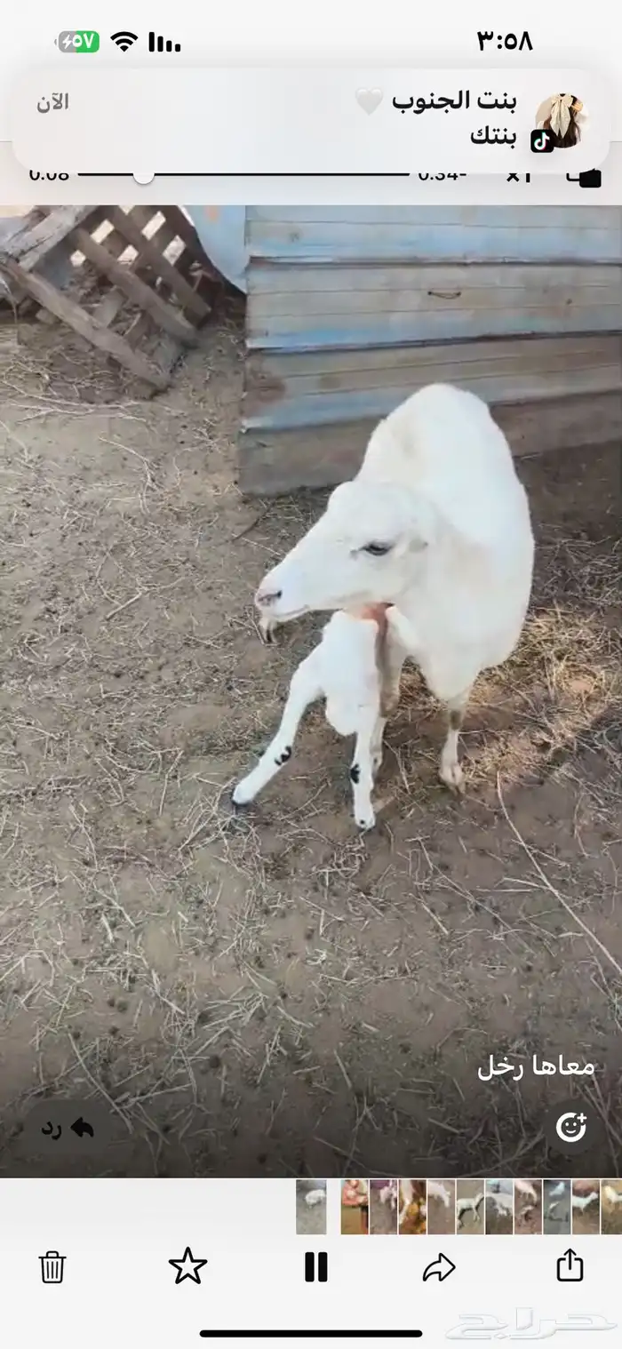 نعجه منتوج معها رحل 3
