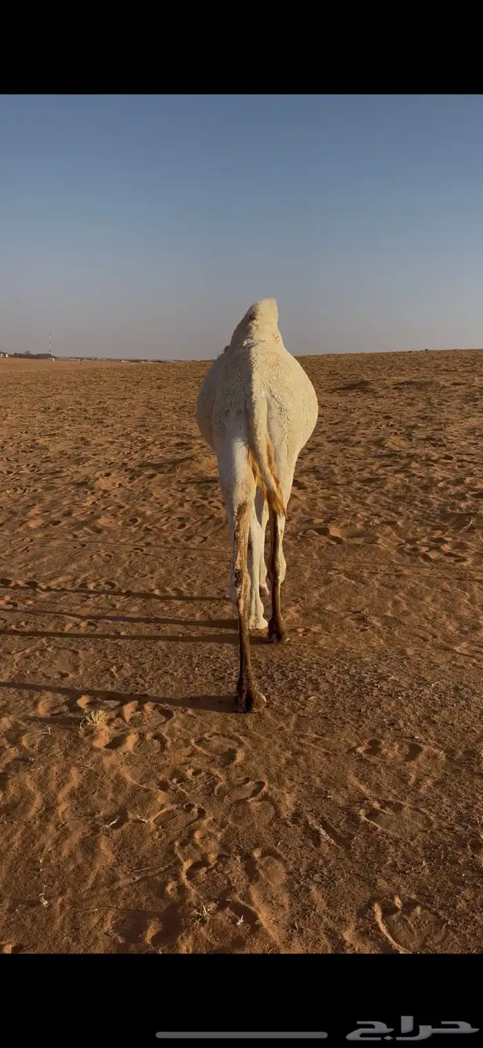 للبيع قعود مفرود 0