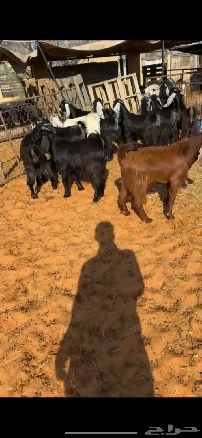 تيوس مخاصي 0