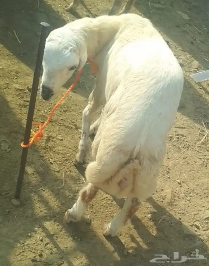 كبش للبيع العمر 6 اشهر 0