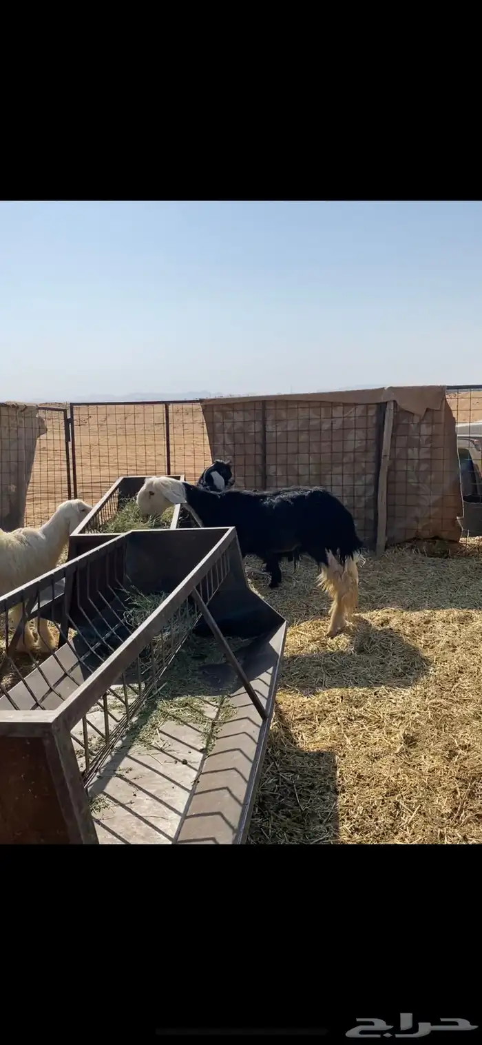خروف ثني نجدي مشروط وجذع عيسى 1