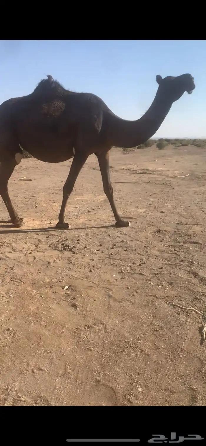 بكره ملاقي 2