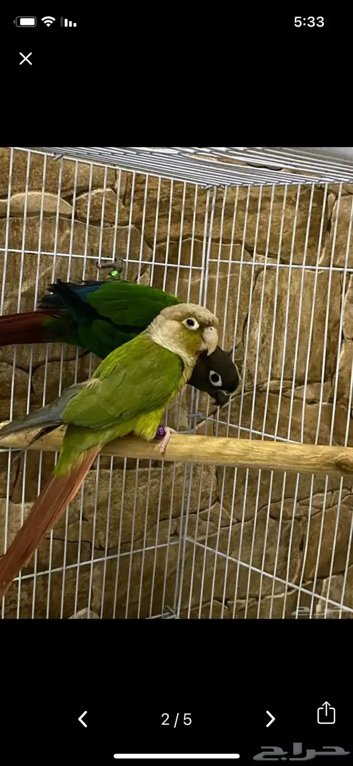 زوج كنيور شرط منتج 1