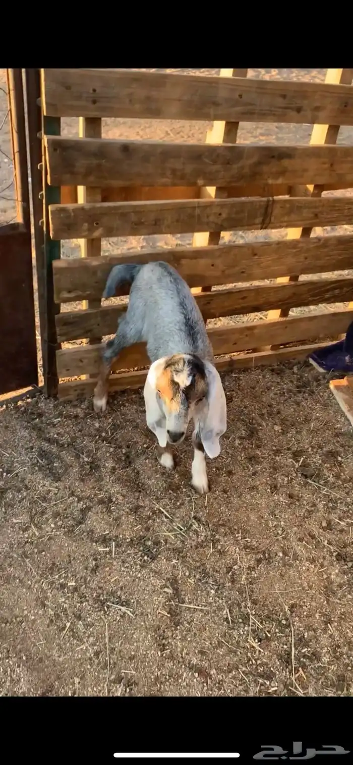 عناق للبيع 2