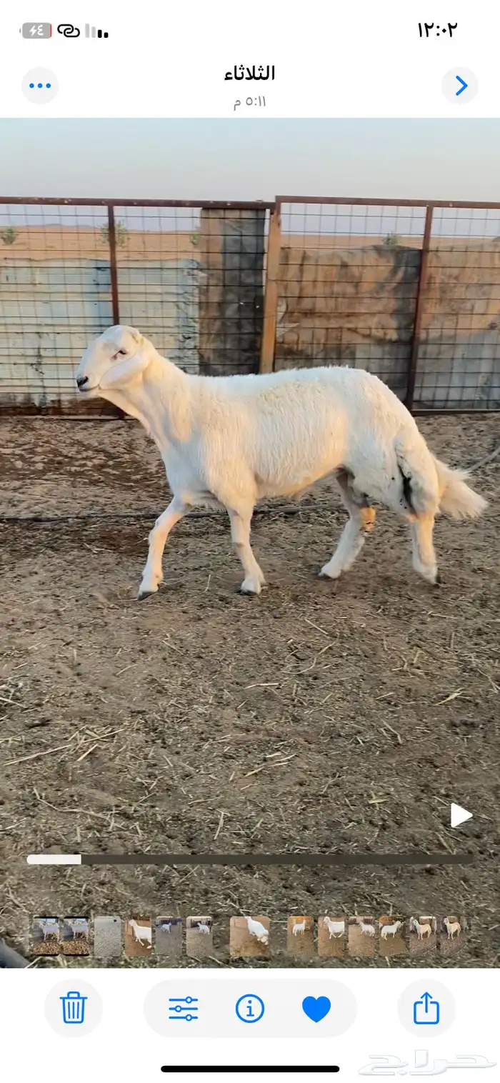 طلي حري صنف الصنف وفاخر جدا .. 1