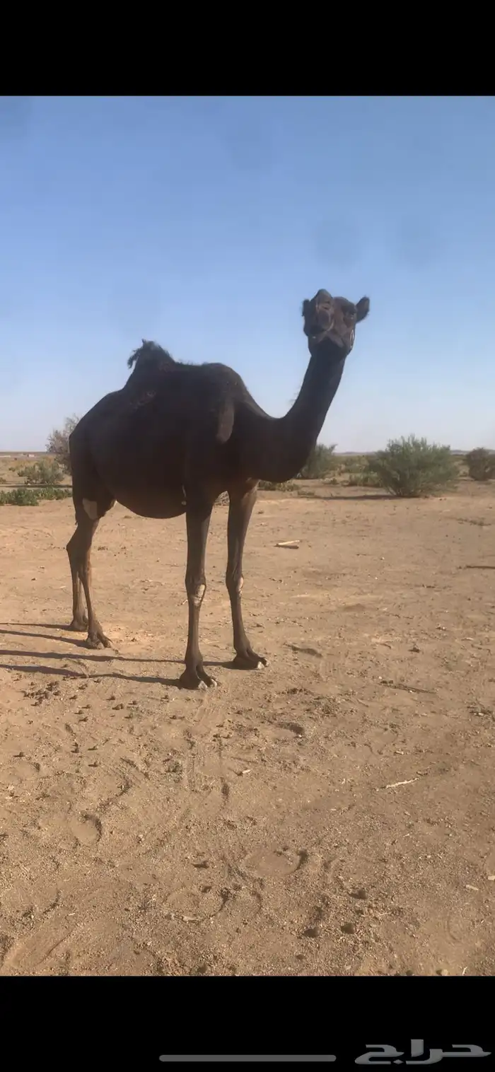 بكره ملاقي 3