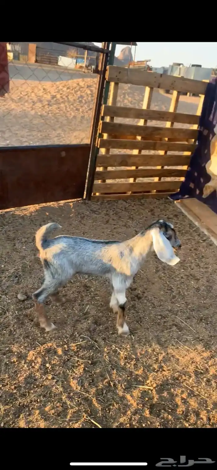 عناق للبيع 1