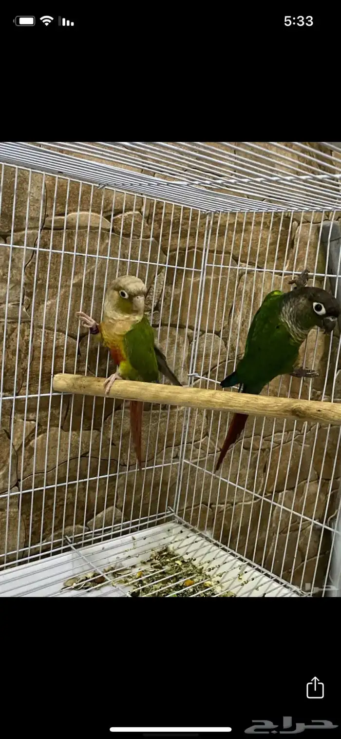 زوج كنيور شرط منتج 2