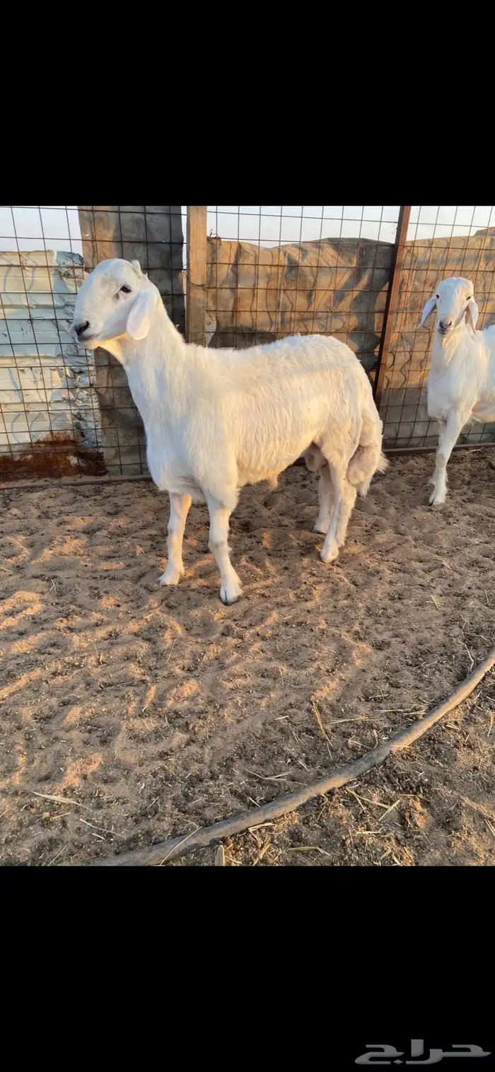 طلي حري صنف الصنف وفاخر جدا .. 5